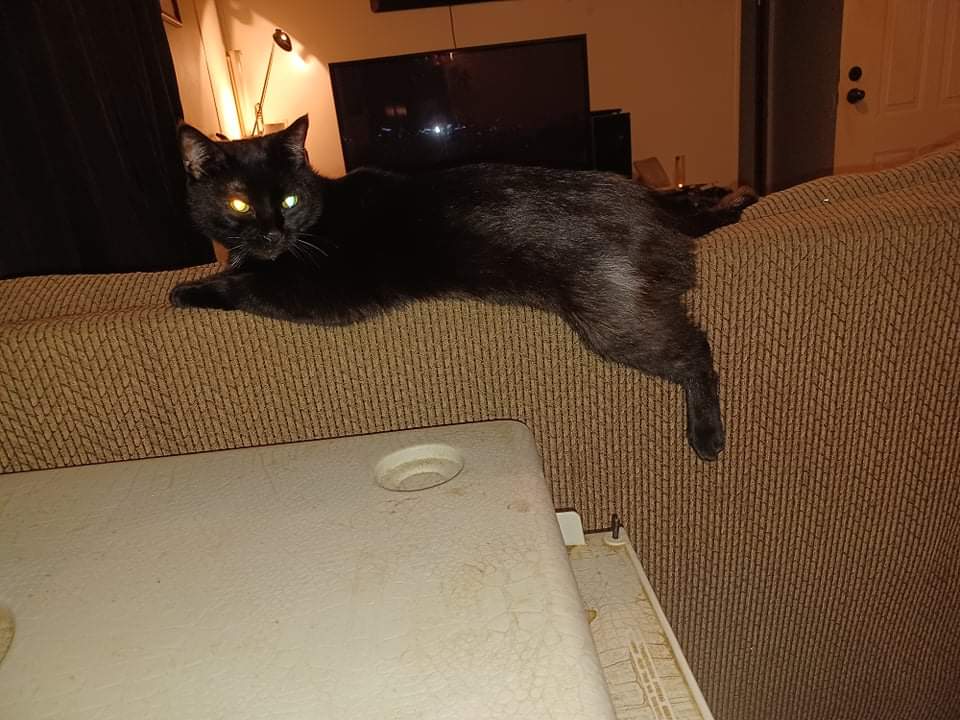 MrsJodyFord21's tweet photo. #Lazycat https://t.co/qYSV63mRPI