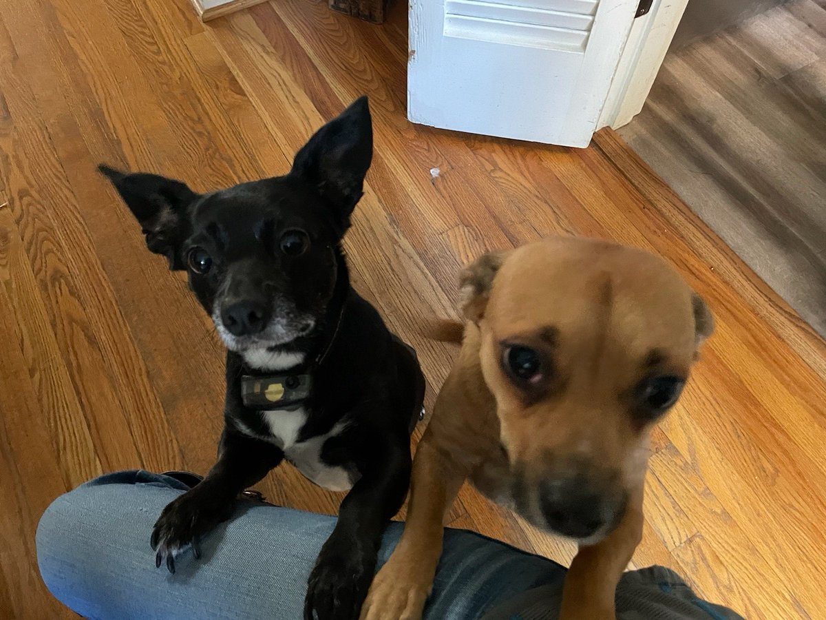 Happy Friyay!!  Just hanging with my customers!🐶🐕
#puppylove ❤
#lifeatatt