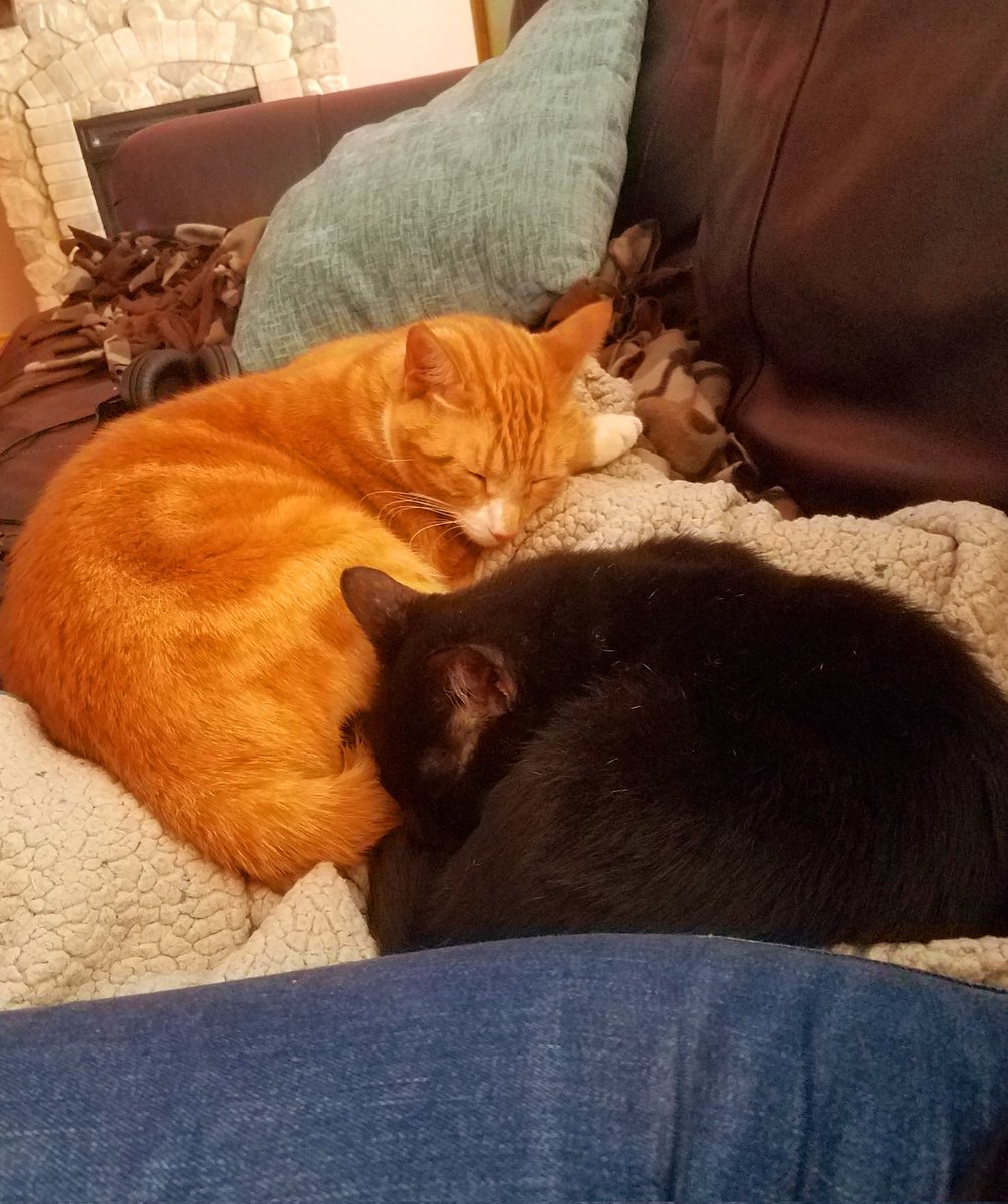 My writing companions sleeping on the job #amwriting #WritingCommunity #CatsOfTwitter #catlover