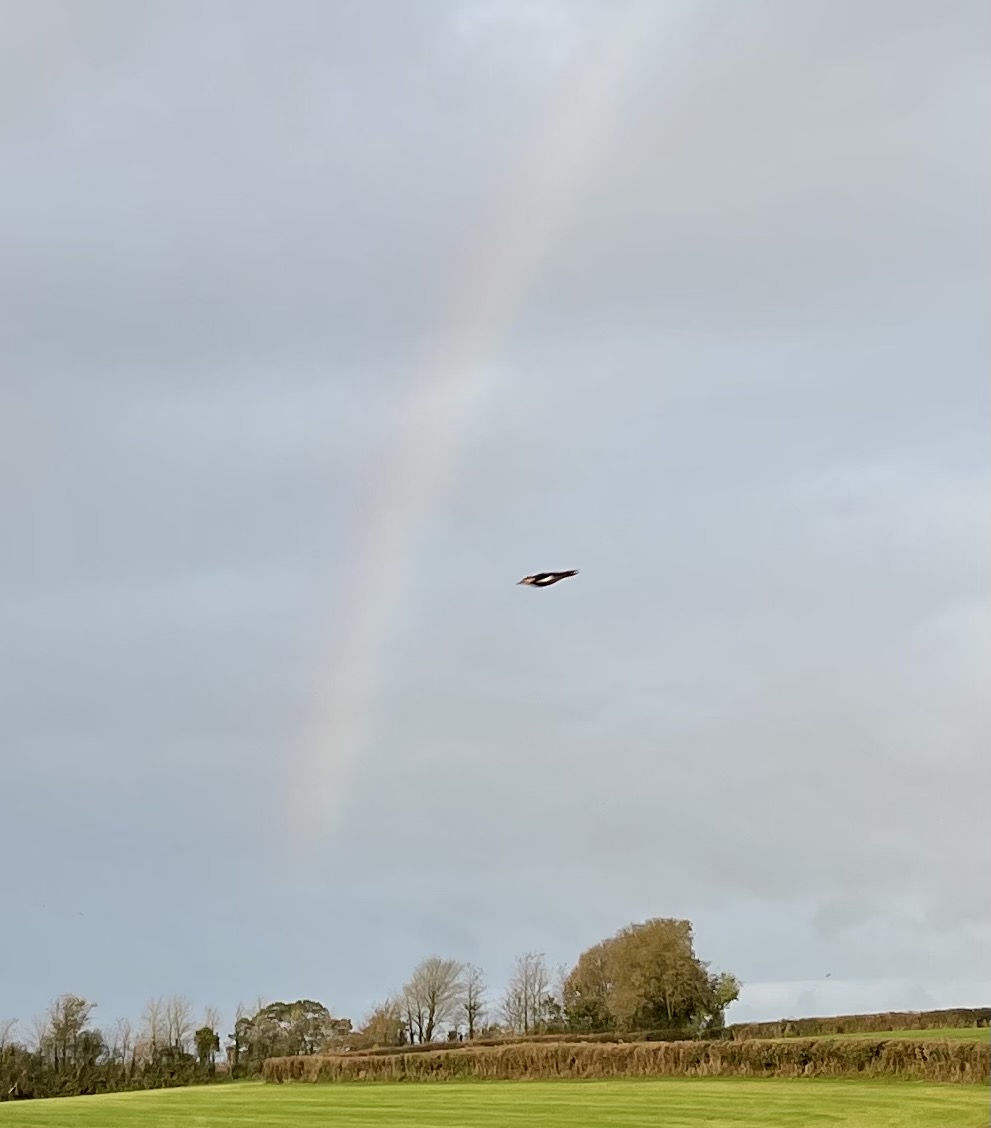 CropShots's tweet image. IPhone photo:woodpecker meets rainbow here this morning 🌈