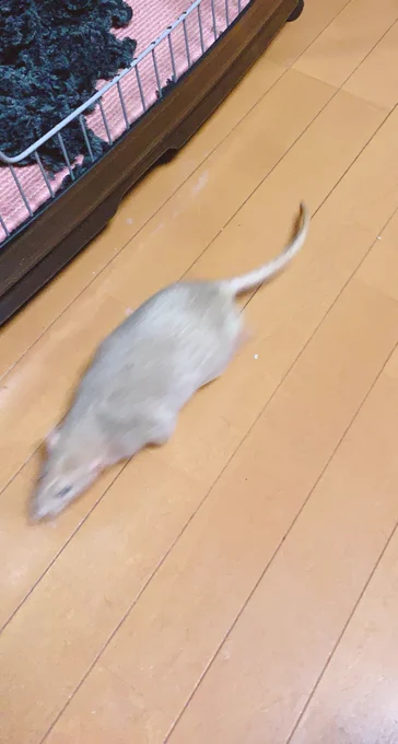 本日も残像散歩大会が始まりました 