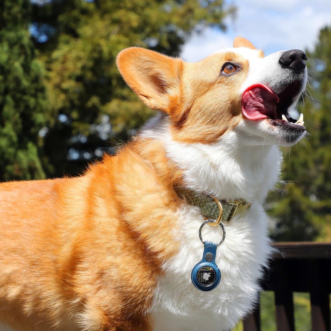 UssPup's tweet photo. Have you thought of using the @apple AirTag to track your dogs?
It’s a quick, cheap and easy solution. You can even find custom collars for them
#apple #iphone #airtag #pro #applewatch #usspup #ios #appleiphone #smartphone #airpods #dogcollar #dogtracking #technology #ipad https://t.co/aa0Mcr5IlU