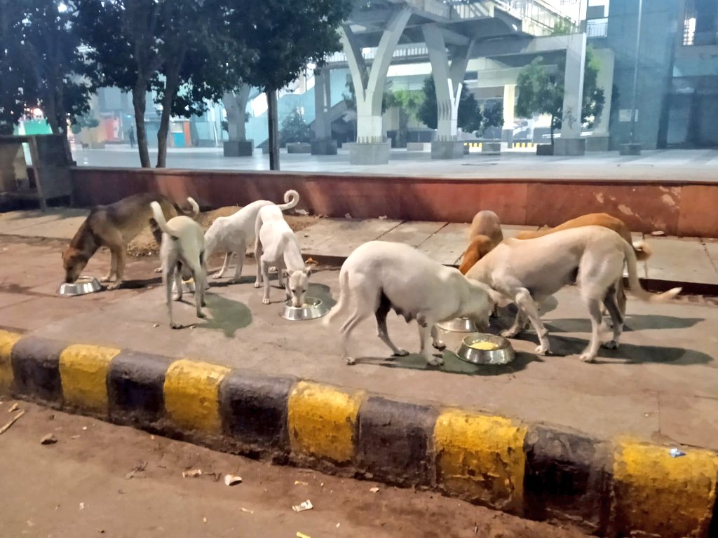 TheViditsharma's tweet photo. An unspayed dog/cat increases the number of abandoned animals on the street. As responsible humans, we encourage you to sterilize animals and educate more people around you.#dogcare #unspayed #abandoneddogs #doglovers #shelter #care
#doge https://t.co/pluyvCoInC