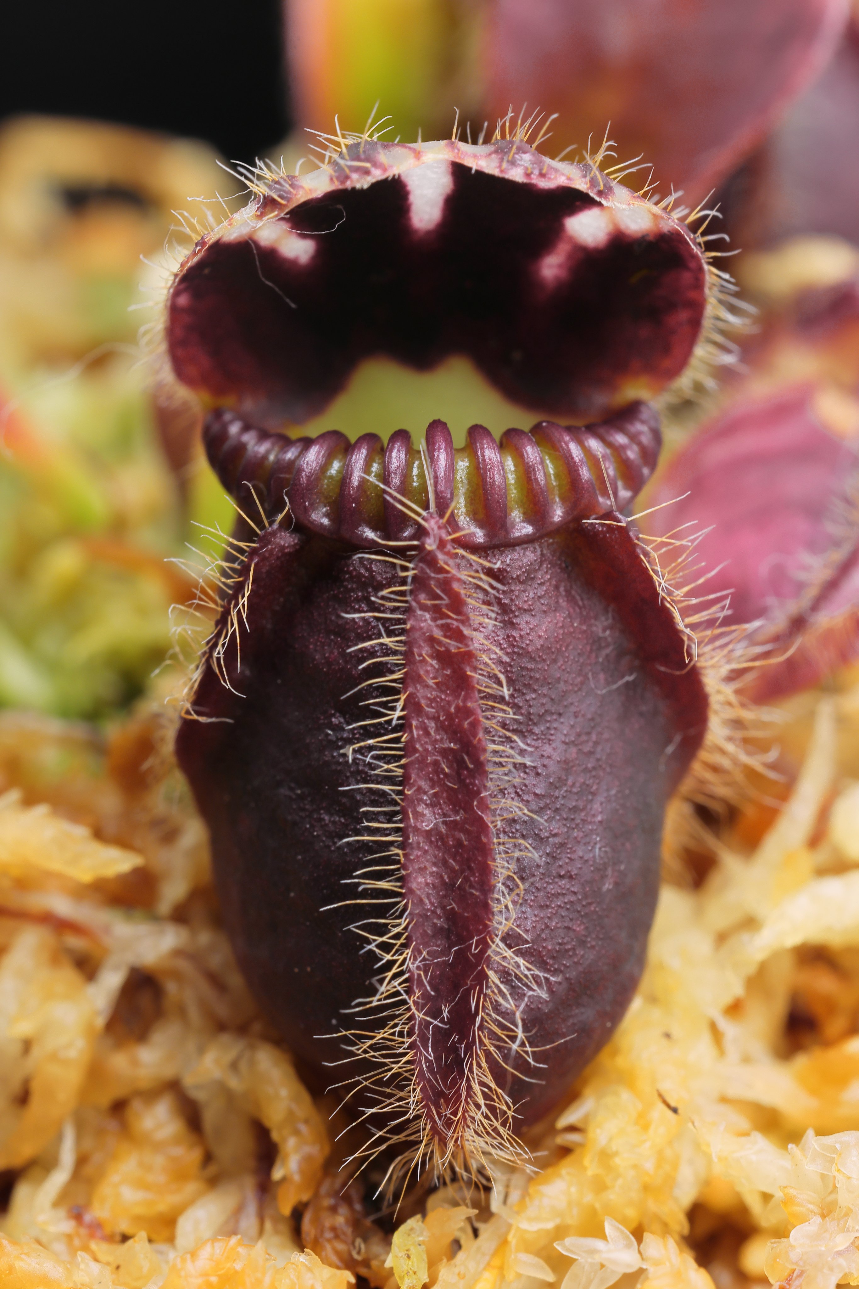 セファロタス”Fred Howell Giant” Cephalotus follicularis ex