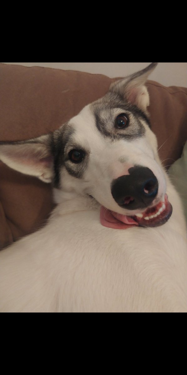 Morty_and_Freya's tweet photo. Drop your #silliest puppy face โฌ๏ธโฌ๏ธ Let's see how many #cuties we can get on here! ๐๐ฅฐ๐
We will start โฌ๏ธ๐๐
#derp #dogsoftwitter #dropyourpic #addyours #silly #puppy #derpoftheday #photooftheday #passitaround #dog #malamute https://t.co/bQnzRems1k