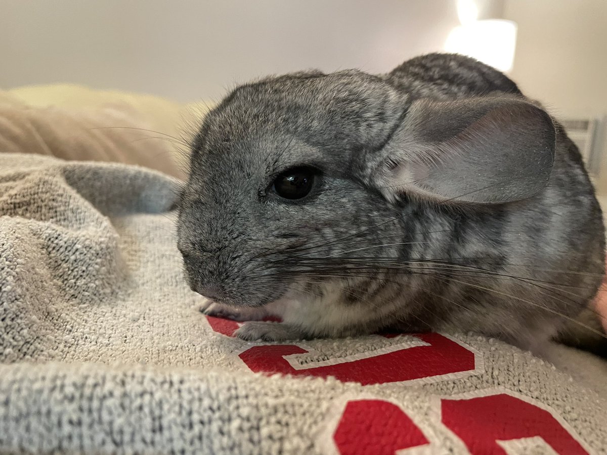 denniskoback's tweet photo. After a full night full of cuddles and hanging out in the office with me, Gryffen waited until we put him in his bed for the night to pass on. I’m so sorry buddy…we’ll miss you so much 🥺 https://t.co/orirJ4YPSa