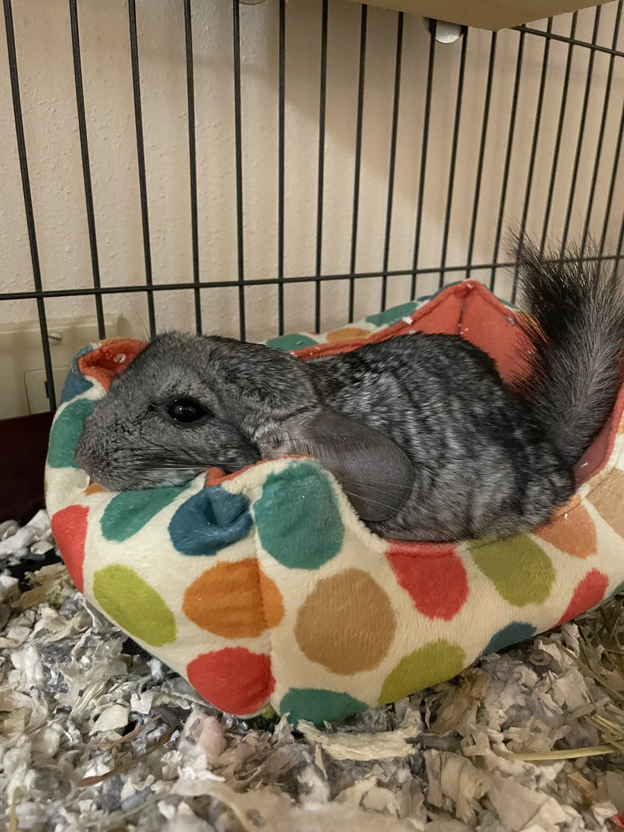 denniskoback's tweet photo. After a full night full of cuddles and hanging out in the office with me, Gryffen waited until we put him in his bed for the night to pass on. I’m so sorry buddy…we’ll miss you so much 🥺 https://t.co/orirJ4YPSa