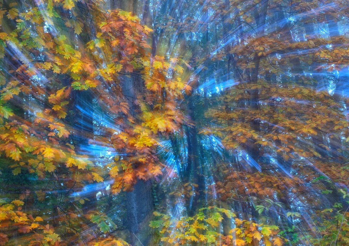cesarllaneza's tweet photo. "Creative Autumn series"

Boosting creativity 110% I don't want to get bogged down in the typical autumn images.  you have to get out of your comfort zone and take your imagination to the next level

© Photollaneza 2021

#autumn #pictorialism  #creativity #naturephotographer https://t.co/sAwWpsVXDK