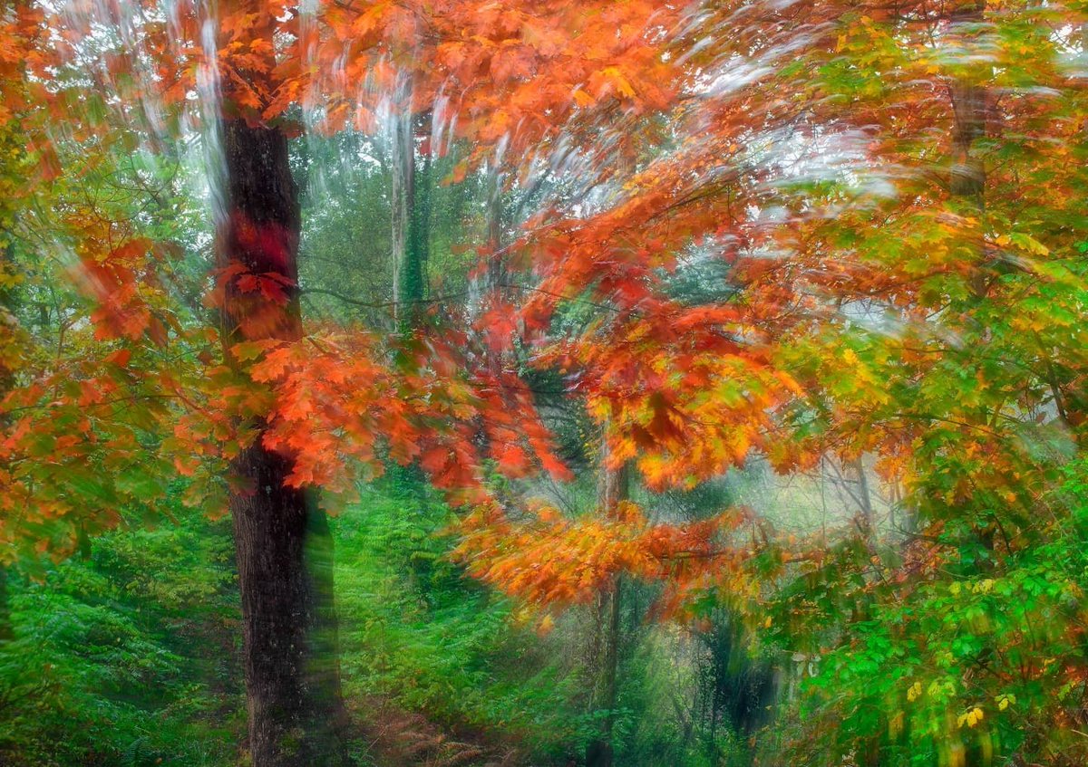 cesarllaneza's tweet photo. "Creative Autumn series"

Boosting creativity 110% I don't want to get bogged down in the typical autumn images.  you have to get out of your comfort zone and take your imagination to the next level

© Photollaneza 2021

#autumn #pictorialism  #creativity #naturephotographer https://t.co/sAwWpsVXDK