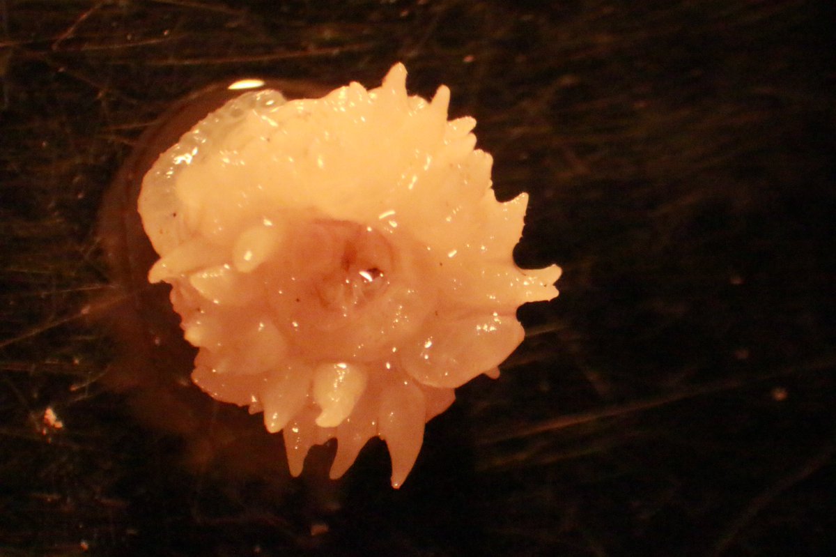 AnnabelMHugh's tweet photo. Hi #sciencetwitter ! We need help identifying this organism. It was found living inside of a fire sponge (Tedania ignis) on a mangrove root located on Turneffe Atoll, Belize. Measures about 6 mm wide. @HAichelman https://t.co/VIptjSViXJ