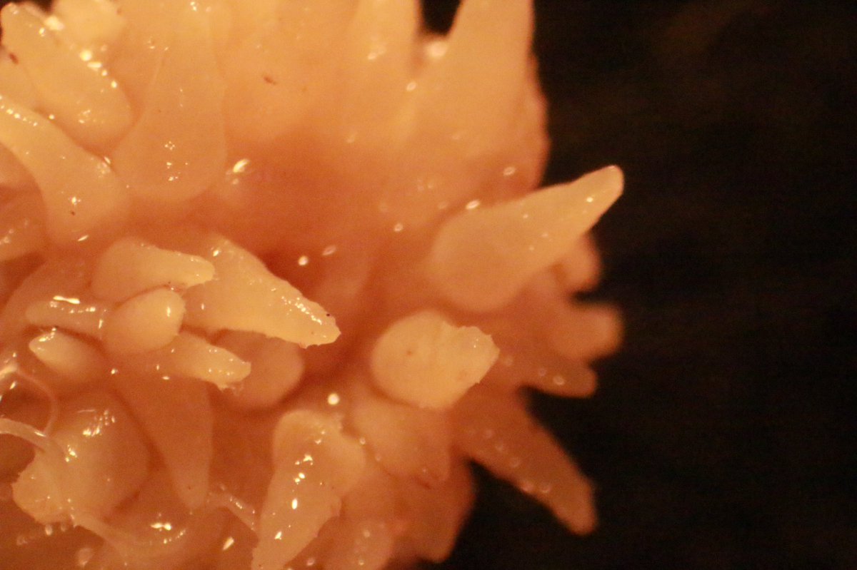Hi #sciencetwitter ! We need help identifying this organism. It was found living inside of a fire sponge (Tedania ignis) on a mangrove root located on Turneffe Atoll, Belize. Measures about 6 mm wide. <a href="/HAichelman/">Dr. Hannah Aichelman</a>