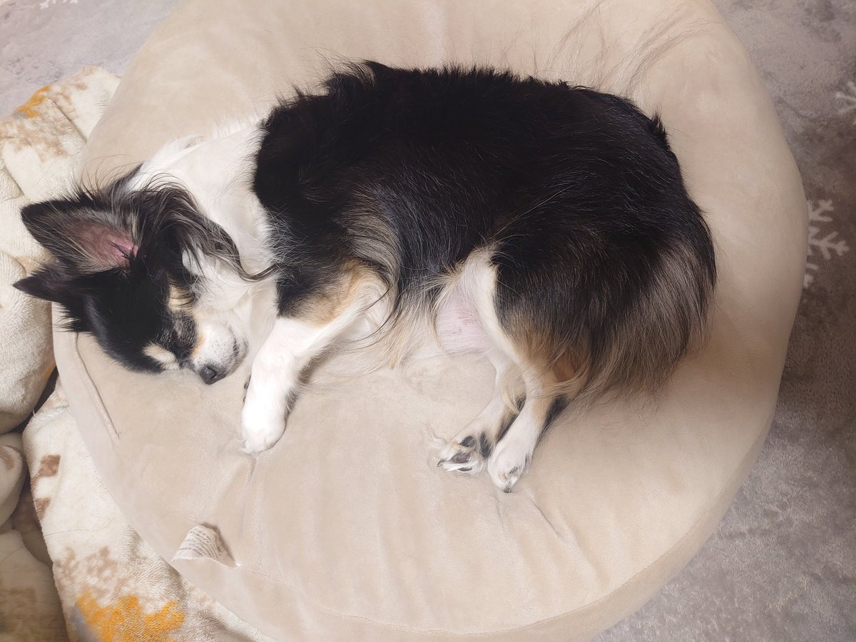 framfram0922's tweet photo. たぬは眠いのです…
ᐢ⓿ᴥ⓿ᐢ💤

(お腹のお肉が邪魔で、これ以上ミジンコになれないのはひみつ🤫㊙️ですw) https://t.co/pcP5NqInN4