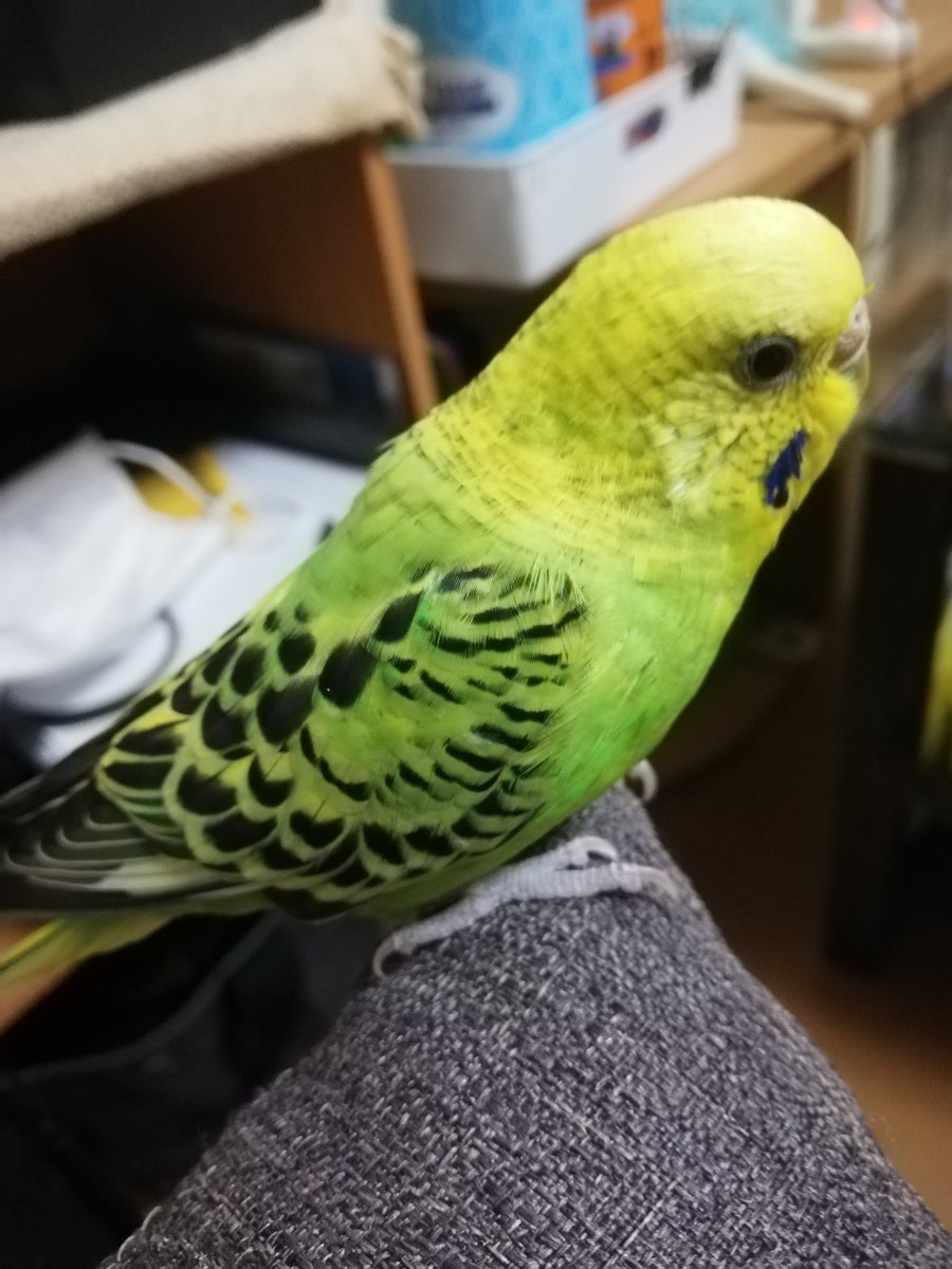#セキセイインコのなち
今日のなっちゃん🕊️✨
💚💚💚