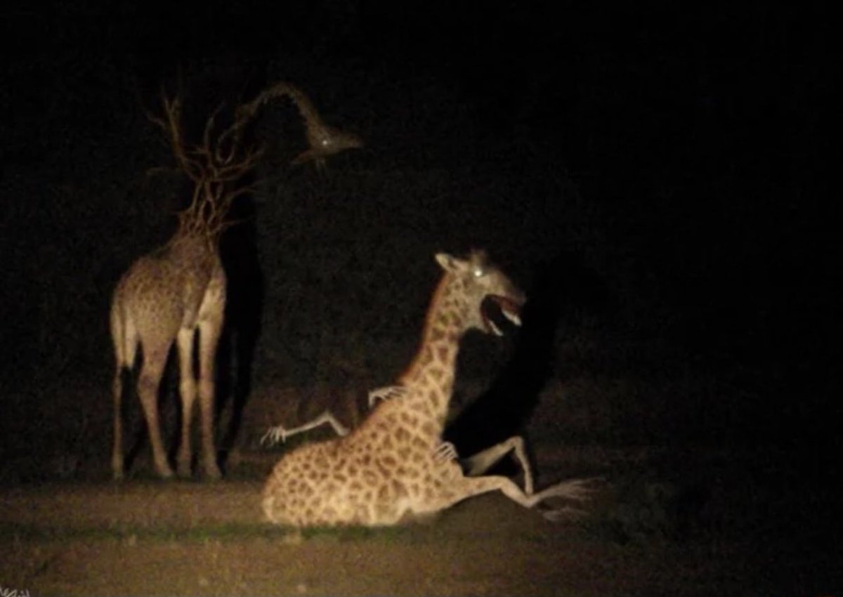 O5Updates's tweet image. We sent an MTF team on a safari hunting getaway, and this was their last transmission back to us