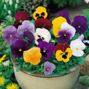 It's that time of year when everything seems just a little grey. BUT it doesn't have to be! Check out 
<a href="/CoolingsGC/">CoolingsGardenCentre</a>'s top 10 guide to do this November for a healthy winter garden!

streetpin.com/pinboard/cooli…

#Garden #Flowers #Plants