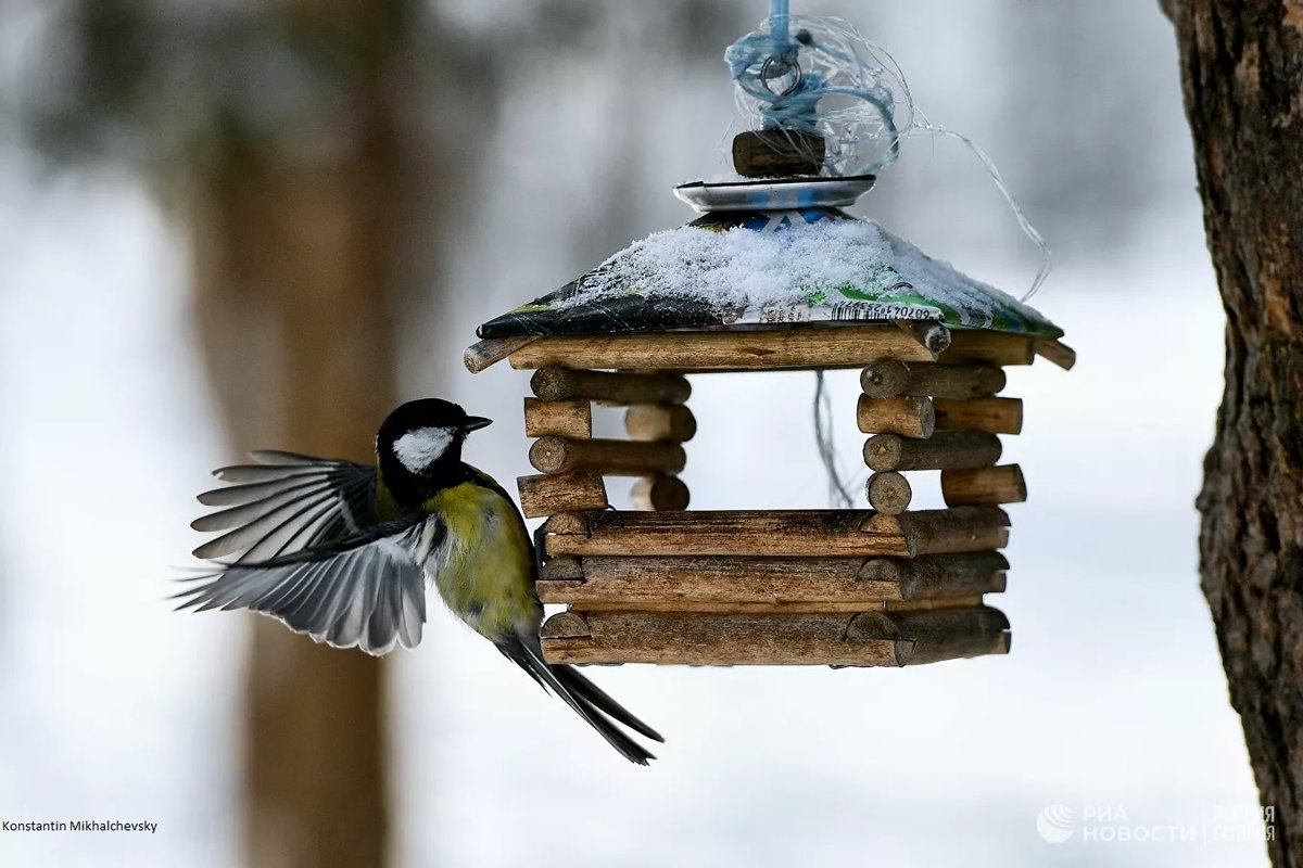 Russia's tweet photo. 🐦 Today is #ParusDay! This time of the year, by long tradition, these smart #birds approach humans for help, just before the advent of the cold season! 

😊 #KeepCalm, no one will go hungry! In #Moscow 250+ feeders are ready for their little guests! ❤️  

#BirdIsTheWord https://t.co/wnZYLkLrss