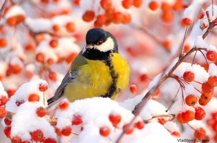 Russia's tweet photo. 🐦 Today is #ParusDay! This time of the year, by long tradition, these smart #birds approach humans for help, just before the advent of the cold season! 

😊 #KeepCalm, no one will go hungry! In #Moscow 250+ feeders are ready for their little guests! ❤️  

#BirdIsTheWord https://t.co/wnZYLkLrss