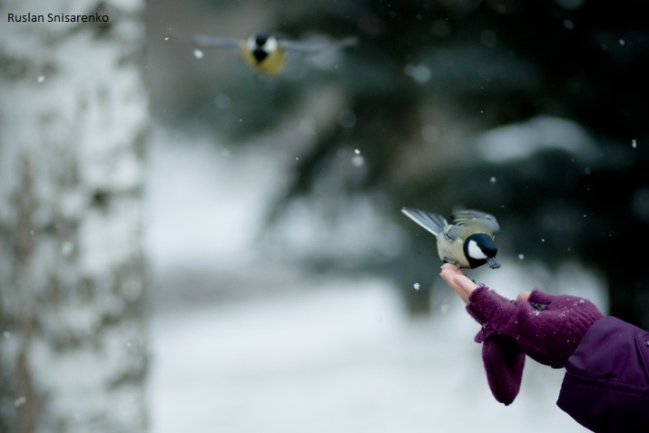Russia's tweet photo. 🐦 Today is #ParusDay! This time of the year, by long tradition, these smart #birds approach humans for help, just before the advent of the cold season! 

😊 #KeepCalm, no one will go hungry! In #Moscow 250+ feeders are ready for their little guests! ❤️  

#BirdIsTheWord https://t.co/wnZYLkLrss