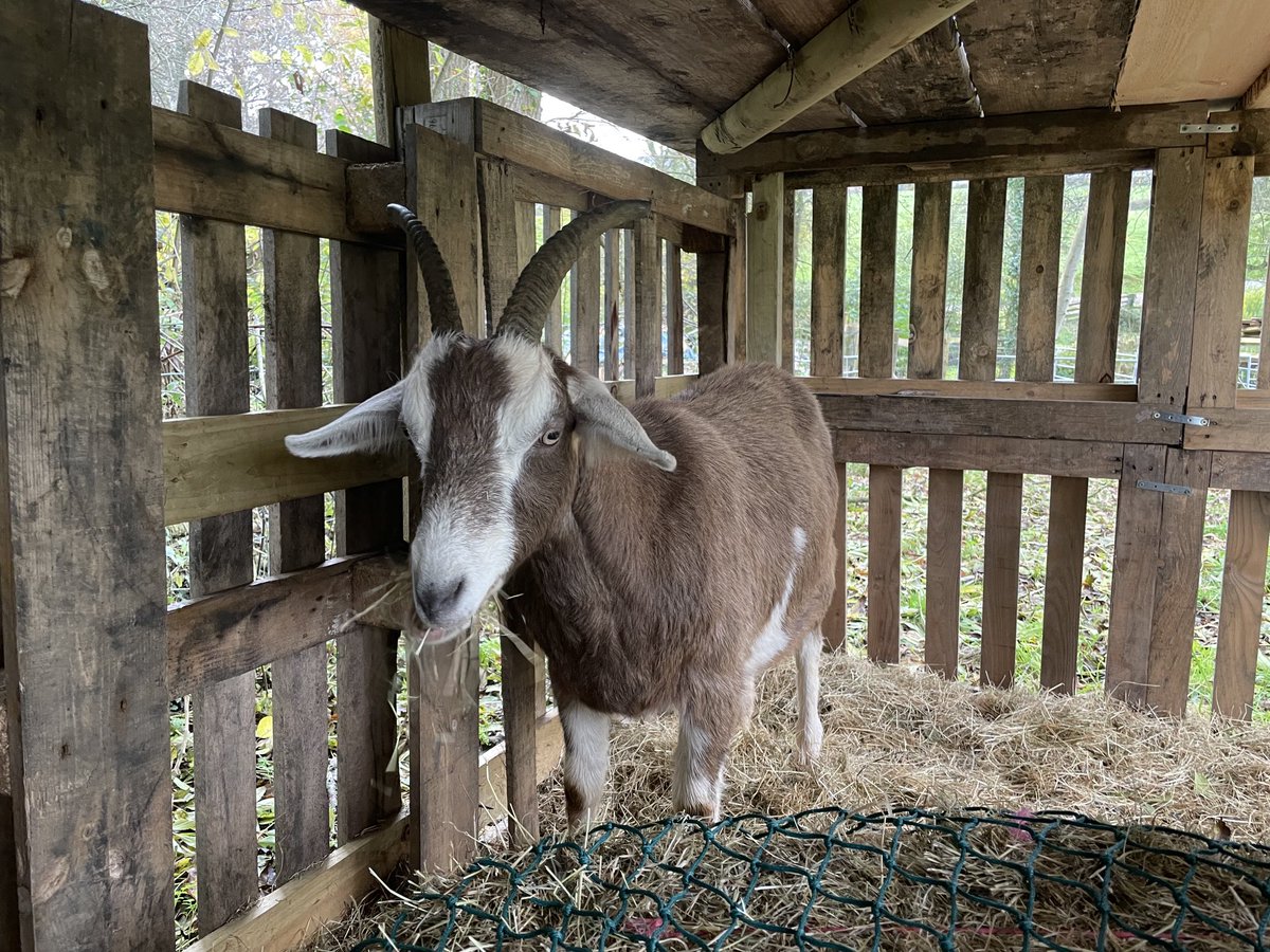 julianjmorgan1's tweet photo. Our new arrivals have settled in really well. #goats ⁦@visit_mon⁩ #penyclawdd #toomanypets https://t.co/IOOHA4V7Ob