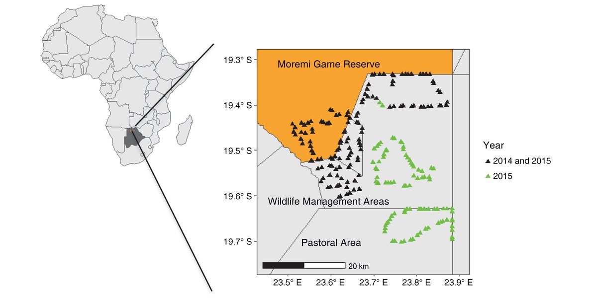 ESAEcology's tweet image. Now online in @ESAEcology:

A spatial capture-recapture model for group-living species

doi.org/10.1002/ecy.35…

With #OpenData in @ZENODO_ORG 

#SpatialCaptureRecapture #Sociality #AfricanWildDogs