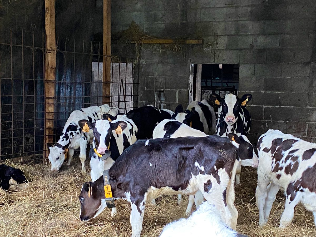 afca_es's tweet photo. Ángeles y Jesús, los #ganaderos de SAT Rihoz, en La Encina de Cayón #Cantabria, nos abren las puertas de su #ganadería. Podremos ver el reportaje en la revista de AFCA de diciembre.

https://t.co/zku8N6SKa4 https://t.co/23nrnqY5Ss