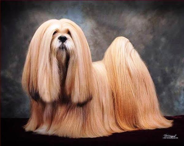 Leo67075804's tweet photo. Lhasa Apso vendo filhotes legítimo https://t.co/yCkTD2U5Xe