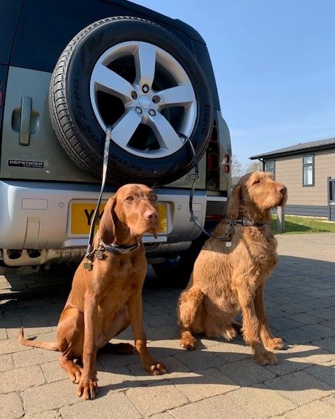 What adventures have you got planned this weekend with your dogs?! Comment a picture below of your dogs enjoying the weekend! 👇