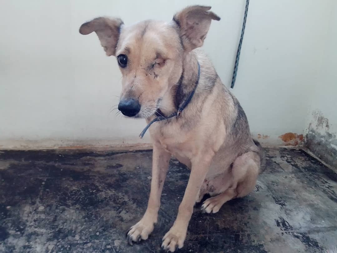 Mily4015's tweet photo. SOS SOS
#SinAlimento
#Somos58+22🐩🐕🦺😻
#AyudanosAContinuar
#Con1$
Con $1 podremos alimentar a 80👼 $1
Ya tenemos en fondo $95, 😍😍😍 debemos llegar a $270 , anímate !!!!
Ves cómo te lo piden??? Son unos bebés que han sufrido 😌🙏
PM Mercantil
04143401680
4936560
Zelle Paypal DM https://t.co/Q3XL97lhF3