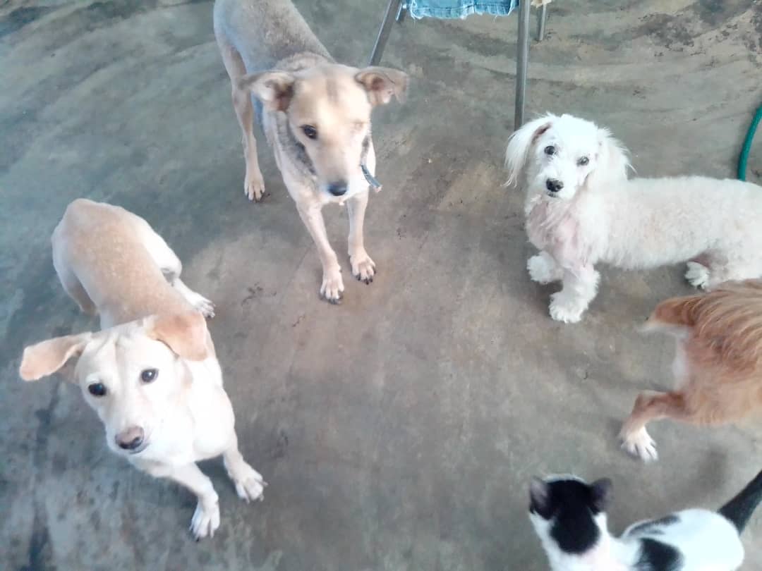 Mily4015's tweet photo. SOS SOS
#SinAlimento
#Somos58+22🐩🐕🦺😻
#AyudanosAContinuar
#Con1$
Con $1 podremos alimentar a 80👼 $1
Ya tenemos en fondo $95, 😍😍😍 debemos llegar a $270 , anímate !!!!
Ves cómo te lo piden??? Son unos bebés que han sufrido 😌🙏
PM Mercantil
04143401680
4936560
Zelle Paypal DM https://t.co/Q3XL97lhF3