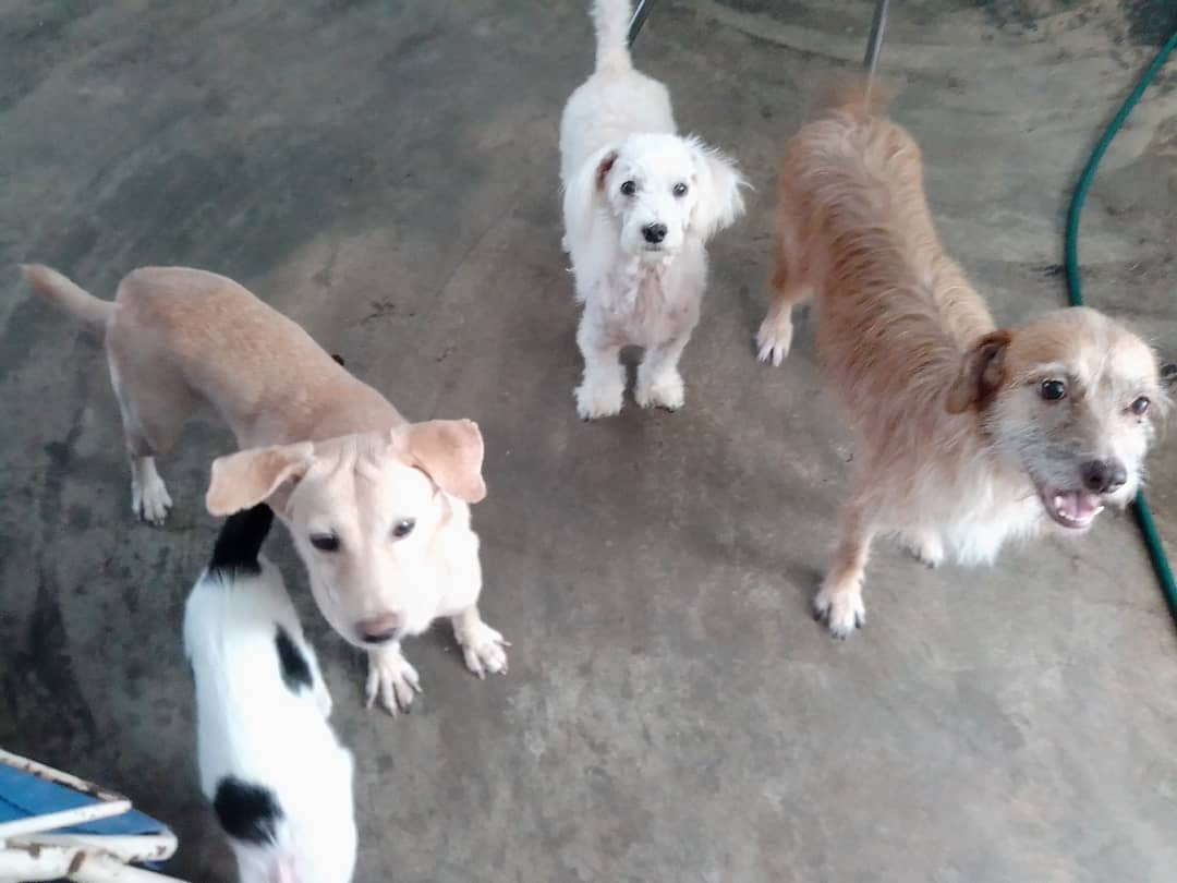 Mily4015's tweet photo. SOS SOS
#SinAlimento
#Somos58+22🐩🐕🦺😻
#AyudanosAContinuar
#Con1$
Con $1 podremos alimentar a 80👼 $1
Ya tenemos en fondo $95, 😍😍😍 debemos llegar a $270 , anímate !!!!
Ves cómo te lo piden??? Son unos bebés que han sufrido 😌🙏
PM Mercantil
04143401680
4936560
Zelle Paypal DM https://t.co/Q3XL97lhF3
