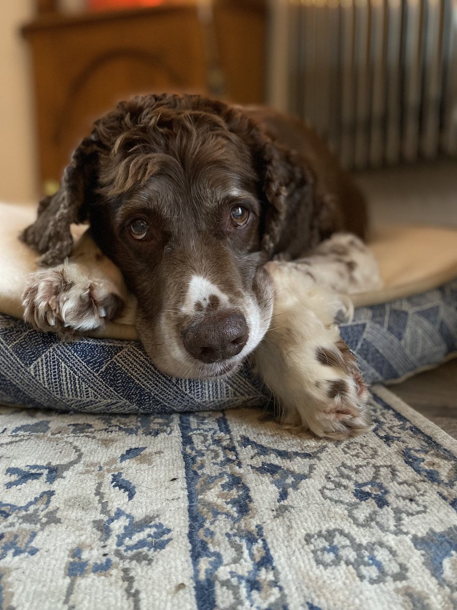 SpanielsSuper's tweet photo. @Chrystalsurrey She is…. But a bit tired as I had her up until 3.00am then she had to get up at 6.15am. But she said I’m worth it #SnoopysGettingBetter #MumsSoPleased https://t.co/xyGqDHXSE5