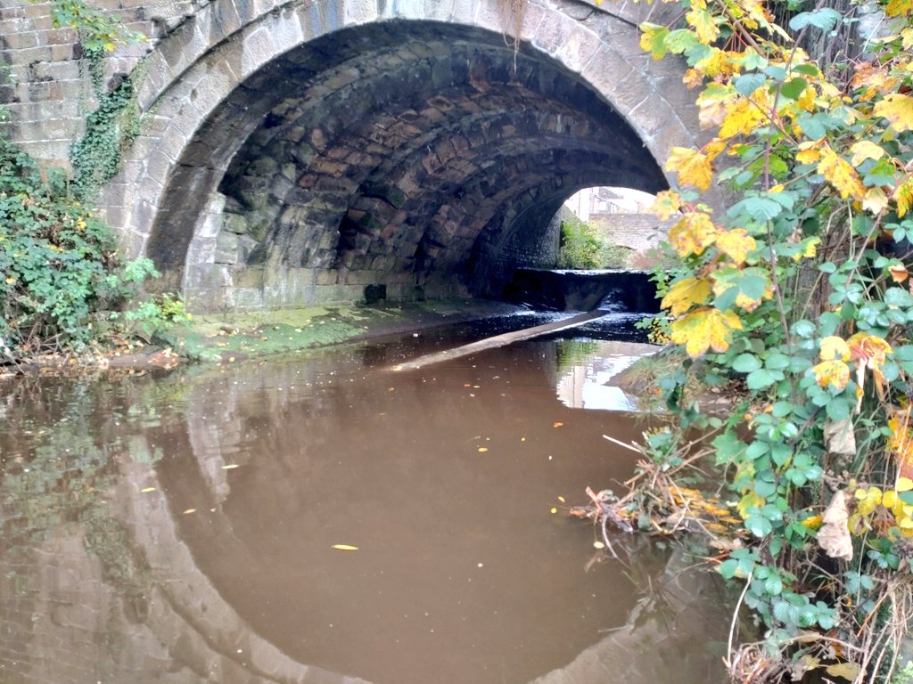On with #BetterBecks project walkovers, earning more <a href="/WildTroutTrust/">The Wild Trout Trust</a> #TroutInTheTown stripes. Given frequency of barriers to <a href="/fishmigration/">World Fish Migration Day</a> (1 every ~257m!), work to do! 
Fab leafpacks for <a href="/Riverflies/">Riverfly Partnership</a> but dubious water quality... oh and #INNS
@aireriverstrust <a href="/YorksWildlife/">Yorkshire Wildlife Trust - follow us on Bluesky 🦋</a>