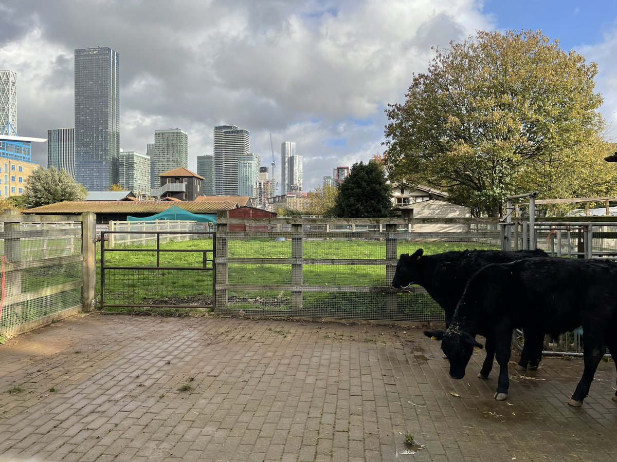 Preparation underway for @lordmayors_show with @NewHollandAG at Basildon. Interesting farm visit at @surreydocksfarm this morning! The Worshipful Company of Farmers will be promoting climate friendly British dairy farming @studentfarmer @NFUtweets @NFUCymru #LordMayorsShow