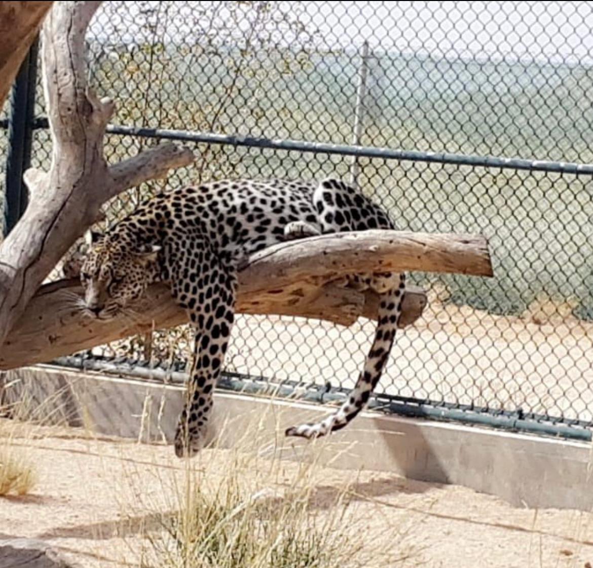 alaamri_vip's tweet photo. The Kingdom of Saudi Arabia has a great effort to preserve the Arab leopard and is always its first in all conferences to protect wildlife.🐆🇸🇦
@catmospherenow 
#catwalk2021
#catmospherenow
#النمر_العربي
#الحياة_الفطرية 
@rbalsaud 
@Gi_Saudi https://t.co/XUz4eMtb4S