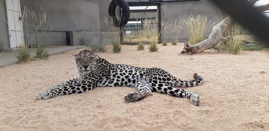 alaamri_vip's tweet photo. The Kingdom of Saudi Arabia has a great effort to preserve the Arab leopard and is always its first in all conferences to protect wildlife.🐆🇸🇦
@catmospherenow 
#catwalk2021
#catmospherenow
#النمر_العربي
#الحياة_الفطرية 
@rbalsaud 
@Gi_Saudi https://t.co/XUz4eMtb4S