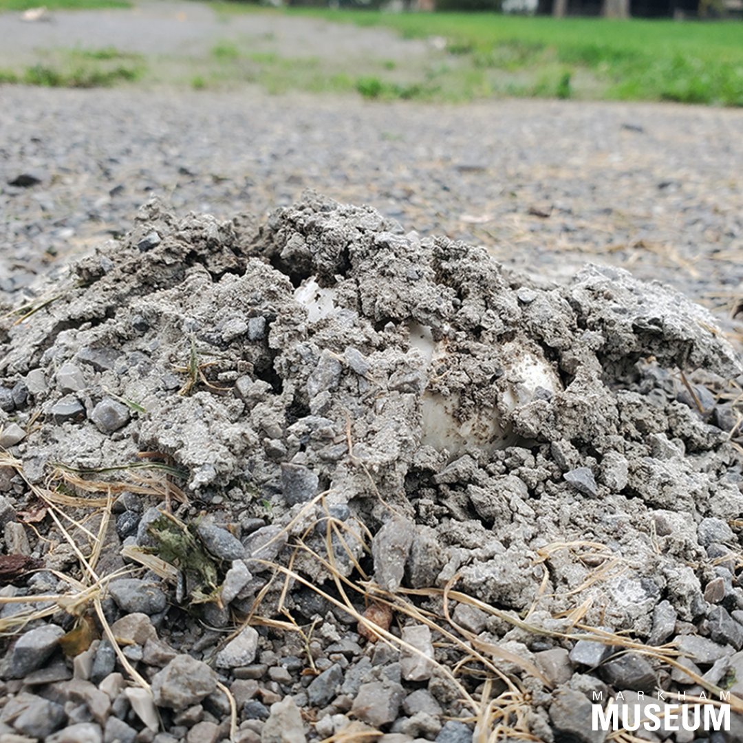 MarkhamMuseum's tweet photo. Life finds a way! Gravel is no match for this mighty mushroom. Sometimes nature grows despite our best efforts to stop it. #mushroom #markhammuseum #lifefindsaway https://t.co/3AL2LZ0Ubr