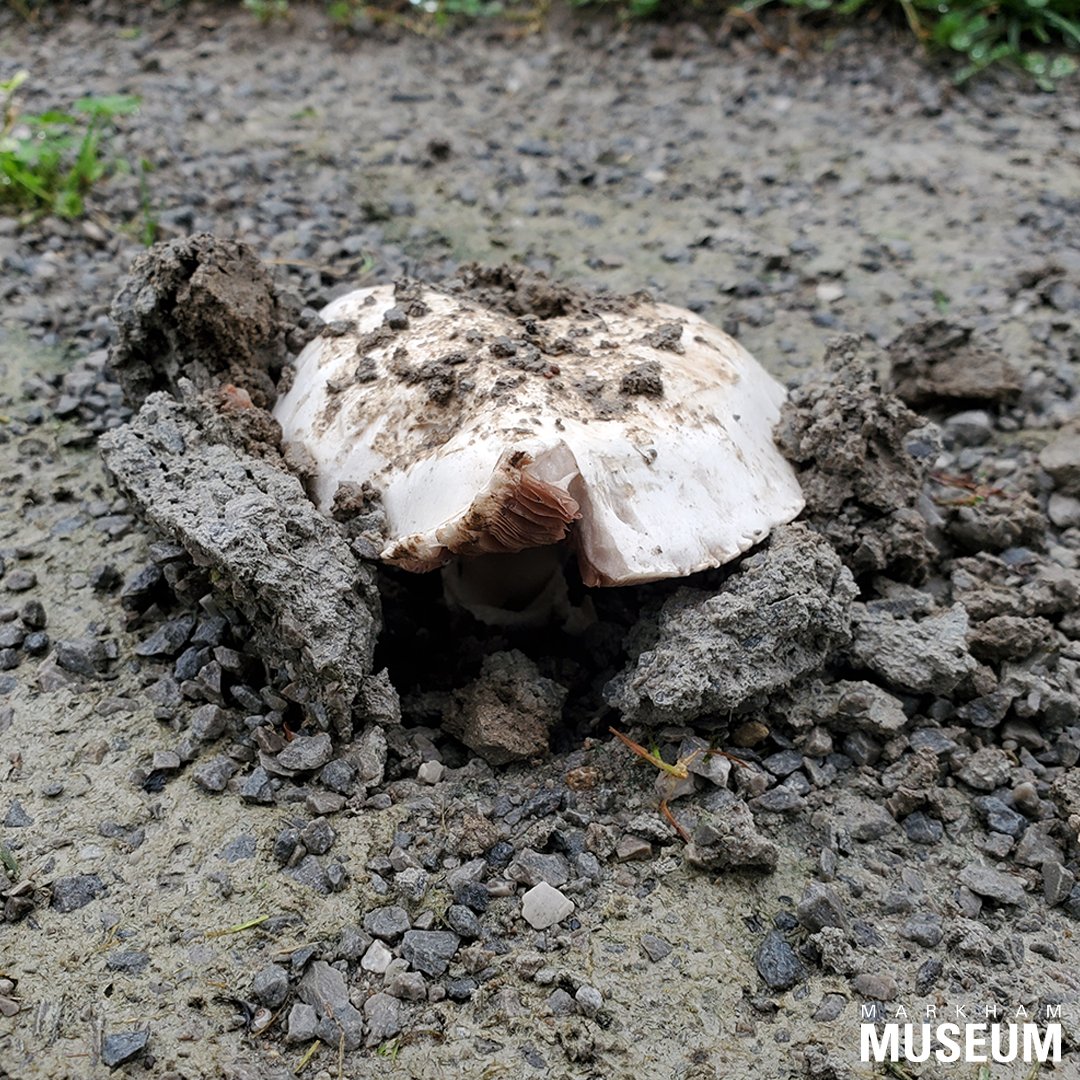 MarkhamMuseum's tweet photo. Life finds a way! Gravel is no match for this mighty mushroom. Sometimes nature grows despite our best efforts to stop it. #mushroom #markhammuseum #lifefindsaway https://t.co/3AL2LZ0Ubr