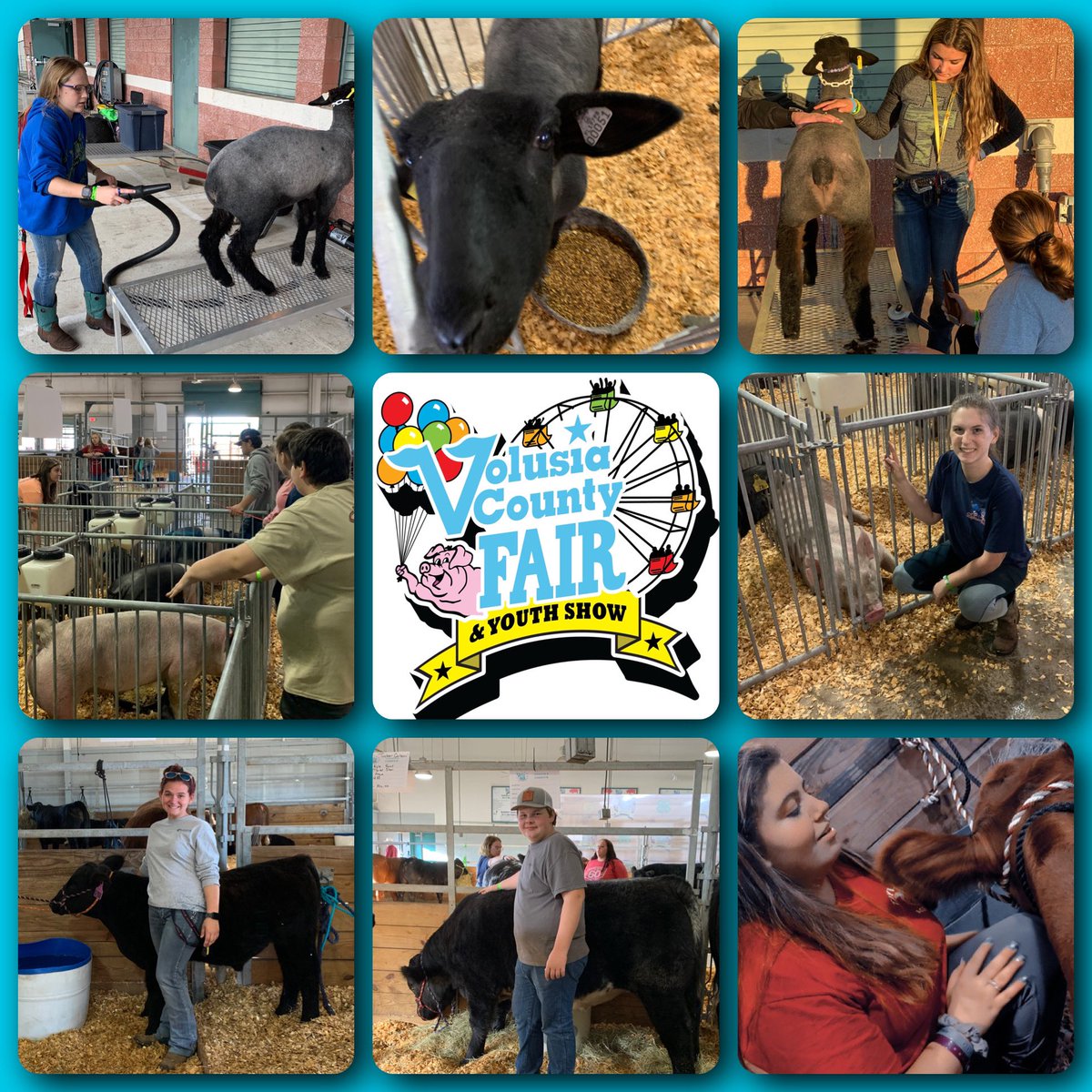CityAggie's tweet photo. Sunday #Day5 @VCFair: big flip = Breeding Livestock Check-Out &amp; Market Livestock Check-In! Took home our #TaylorFFA ewes. Multiple @TMHSWildcats &amp; @PiersonCubs checked in their market steers, lambs, &amp; hogs, &amp; prospect steers. Busy week for @WildcatCTE @tayloraged @volusiaschools https://t.co/6vPrzUNnsn
