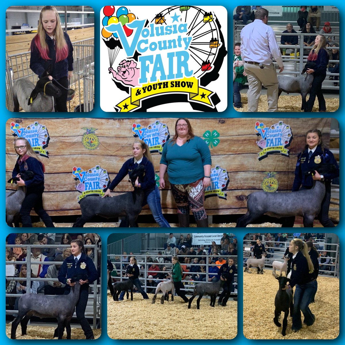 CityAggie's tweet photo. Monday #Day6 @VCFair: Market Lamb Show! We had 3 #TaylorFFA members showing lambs bred &amp; born at @TMHSWildcats &amp; all 3 girls made me very proud! They all did a great job &amp; we learned how to improve for next year! Very proud #AgEdu teacher. @WildcatCTE @tayloraged @volusiaschools https://t.co/7NPSkMj1nA