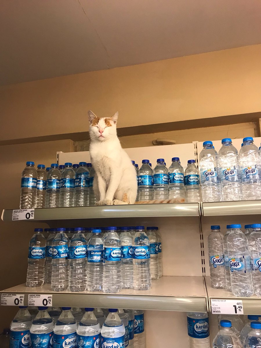Kedi 75kr ekonomi çok iyi
Evet ilk şakam 🙃