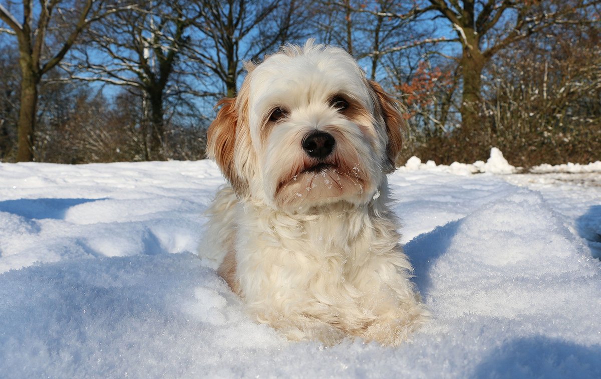 Simply2Pet's tweet photo. Is your dog ready for the snow next week?! βοΈ Here's how to make sure your dog doesn't get too cold this winter: https://t.co/zPDke3aqd6 #dogsoftwitter #snowsoon #ukweather https://t.co/uznzT5CEQ5