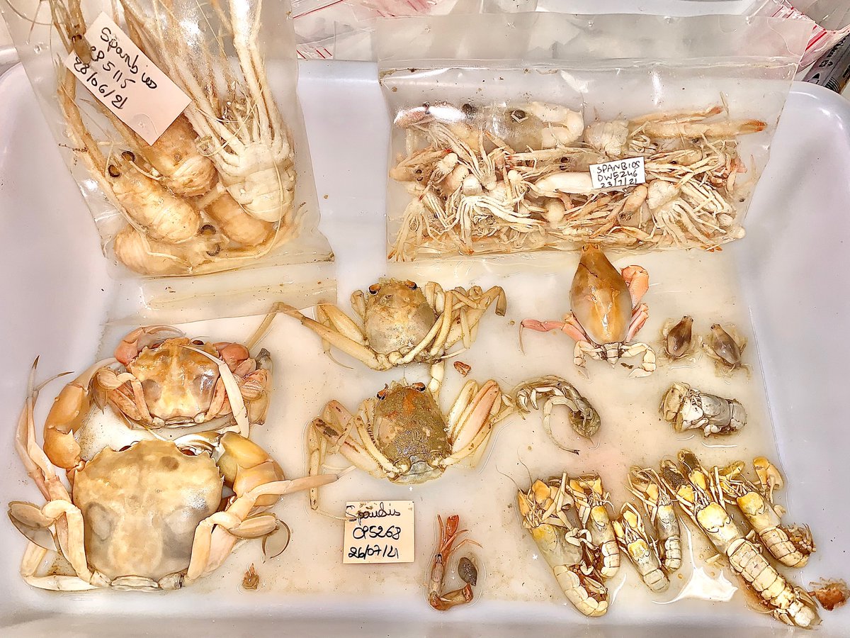 Sorting out samples from deep waters of New Caledonia in France and finding beautiful #decapods #squatlobster #hermitcrab #paguroidea #raninidae #portunidade #invertebrates #marineinvertebrates #pylochelidae #crustaceans 🦀🦞 I can’t be happier