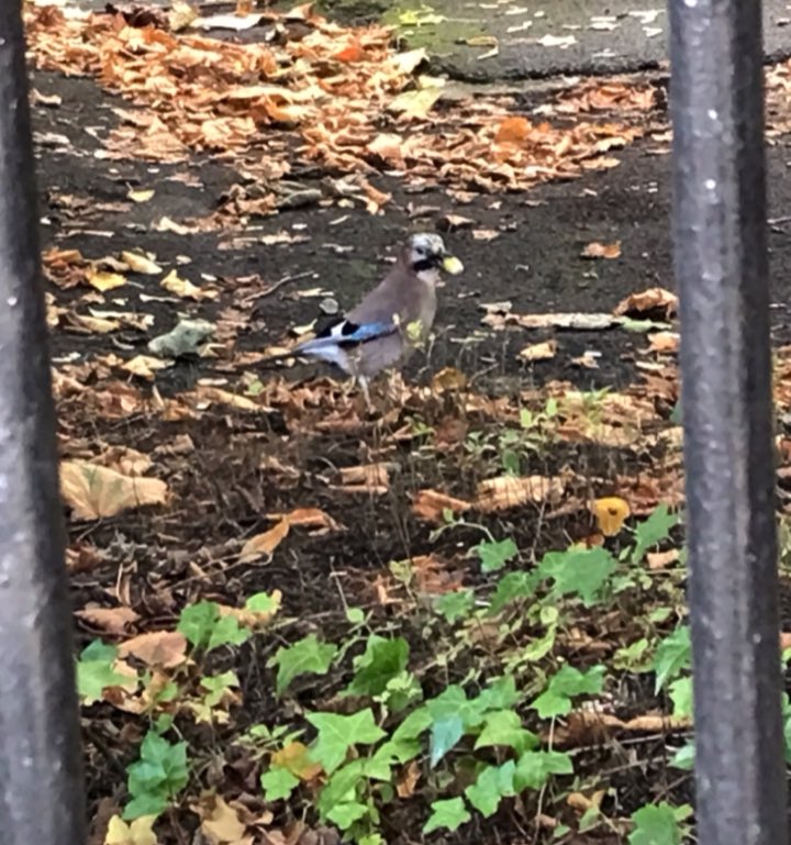 benjaminbiol's tweet photo. @DeepFriedDNA Lovely birds! It’s a great time of year to see them as they focus on stashing away acorns for winter, saw this brave one the other day https://t.co/w8dwfQZBvq