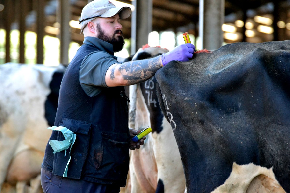 cogentbreeding's tweet photo. 🐄 JOB OPPORTUNITY 🐄

We are recruiting for Precision AI Technicians in Wiltshire, Northern Ireland, South West Scotland, Devon/Cornwall and West Wales.

Are you motivated, passionate and driven? With AI or significant dairy experience?

Apply here: https://t.co/vTDqeQyI8A https://t.co/8CFudbqlmA