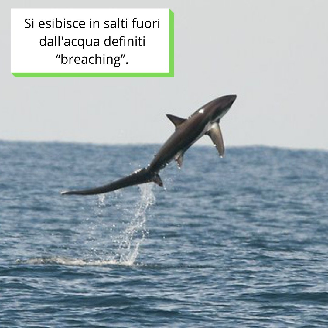sharkPulse_italia tweet media