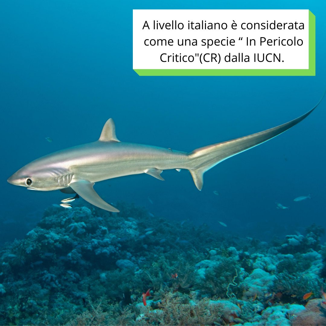 Alopias vulpinus noto come squalo volpe appartiene alla famiglia degli Alopiidae.🦈

Se hai visto uno squalo, faccelo sapere tramite i nostri canali social o usando l’hashtag #sharkpulse 🦈
Contribuisci anche tu alla ricerca!