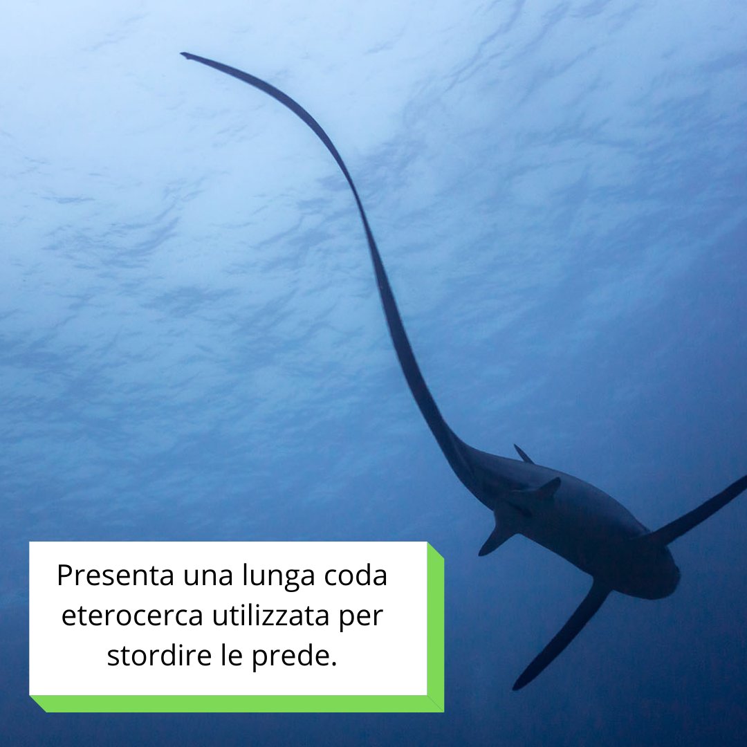sharkPulse_italia tweet media