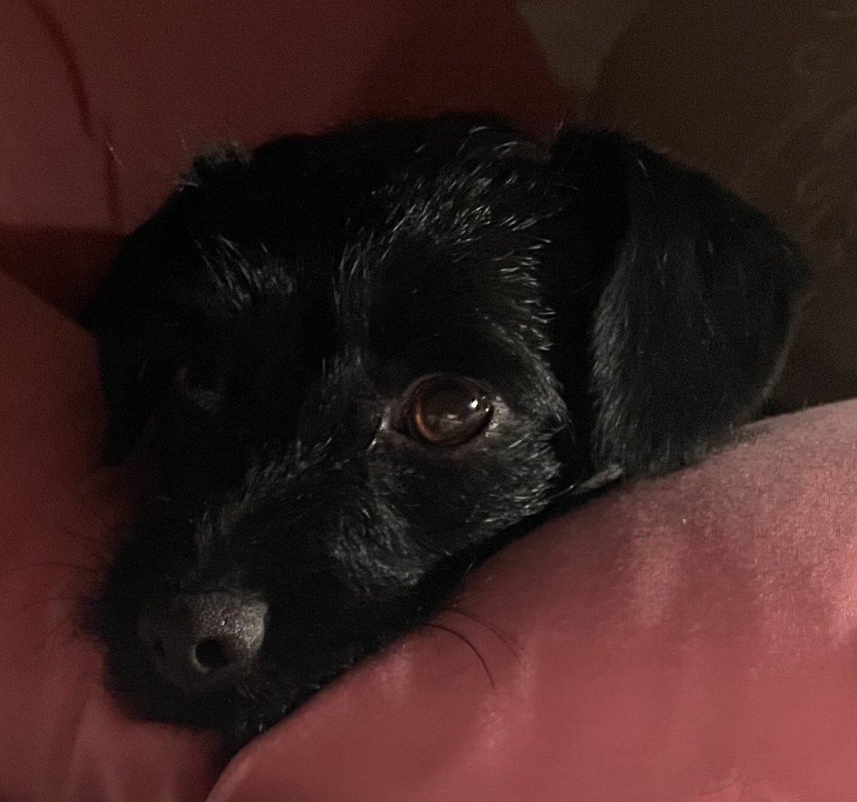 asifamhp's tweet photo. How is it even this close @SWbohemians ?🤷♂️
Vote #TeamHound🐶✔️ https://t.co/gt9vgbmGZ1
