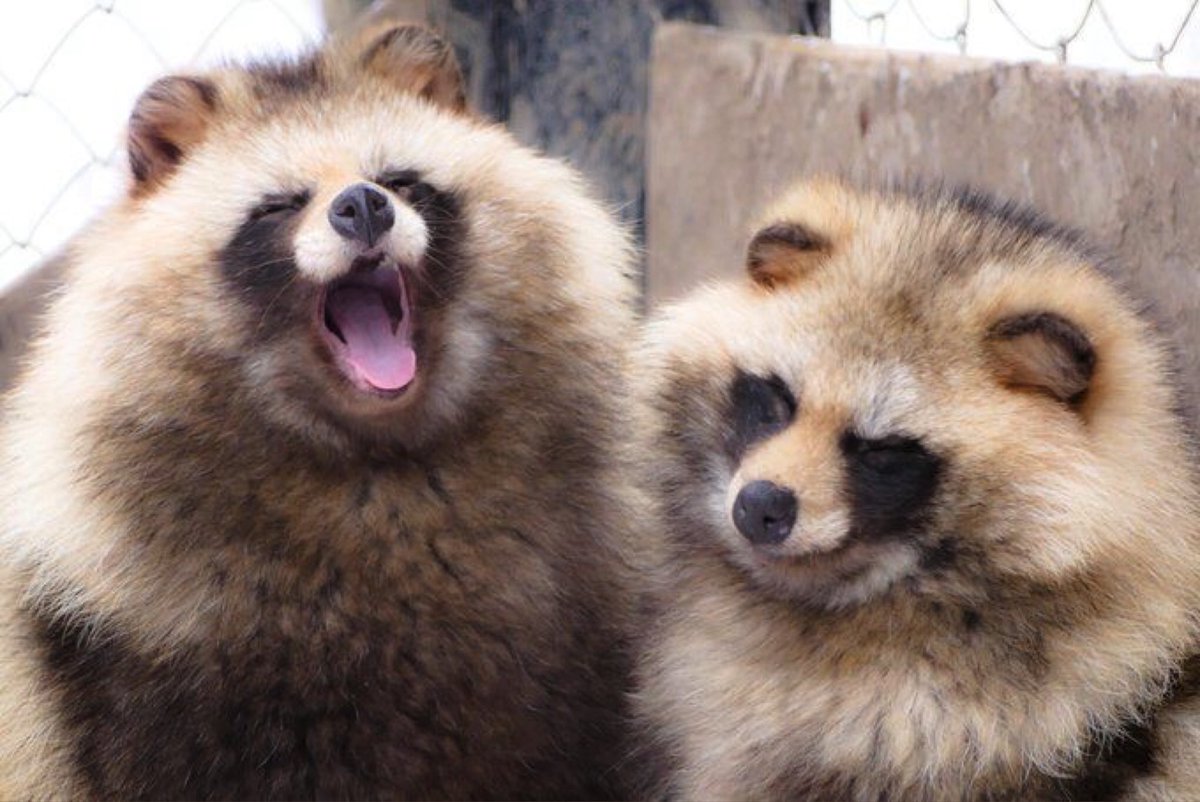 тануки мифология японии. тануки это животное. енотовидная собака тануки япония. енотовидная собака тануки. енотовидная собака тануеа.