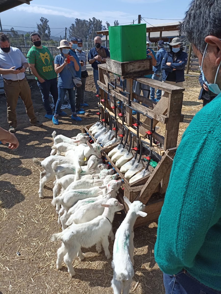 IICAChile's tweet photo. AHORA en 🇨🇱, la🚐Gira Caprina Lechera organizada por🐐@Indap_coquimbo y el @IICAChile sigue su camino
En su 5° día visitas criancero/as conocen el empredimiento #CAPRILAC y la experiencia del productor Cristian Olivares en el sector Agua Buena, San Fernando, Región de O´Higgins https://t.co/oXeY1Jk2Do